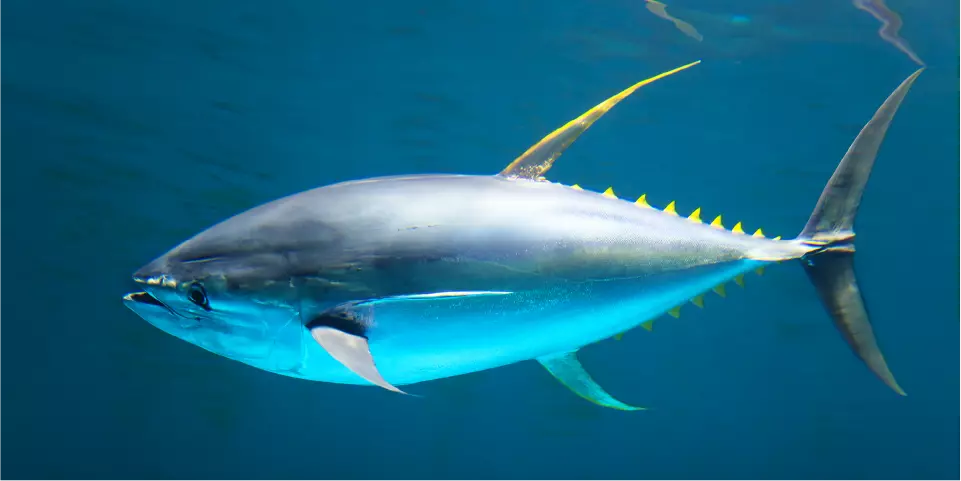 Understanding Pelagic Fish: The Ocean's Roaming Predators